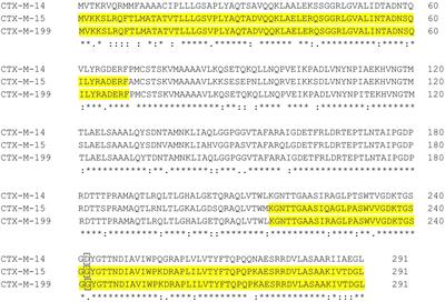 Resistance to aztreonam-avibactam due to CTX-M-15 in the presence of penicillin-binding protein 3 with extra amino acids in Escherichia coli